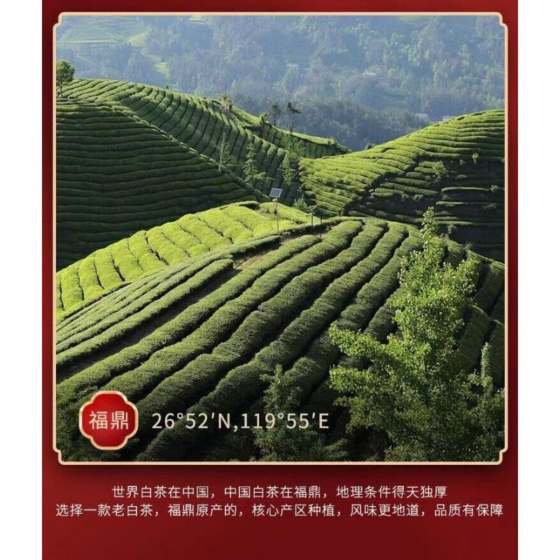 CIFbuy 350g Fuding High Mountain Old White Tea High Mountain Sun White Tea Tea Cake