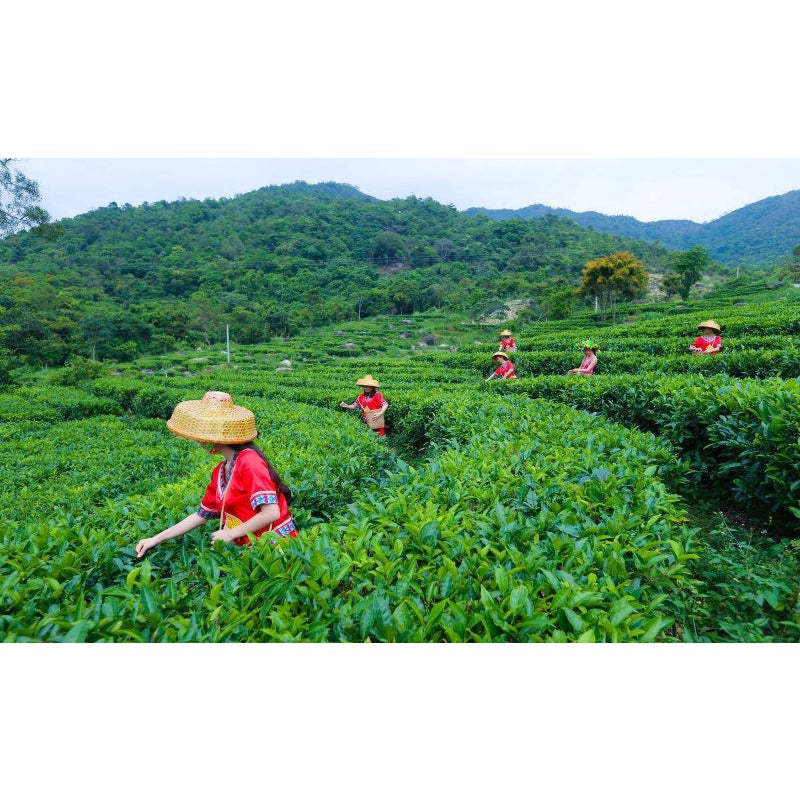 Yunan Pu Erh Tea Bamboo Canned Package Black Tea Loose Leaf Ripe Puer Tea 100g