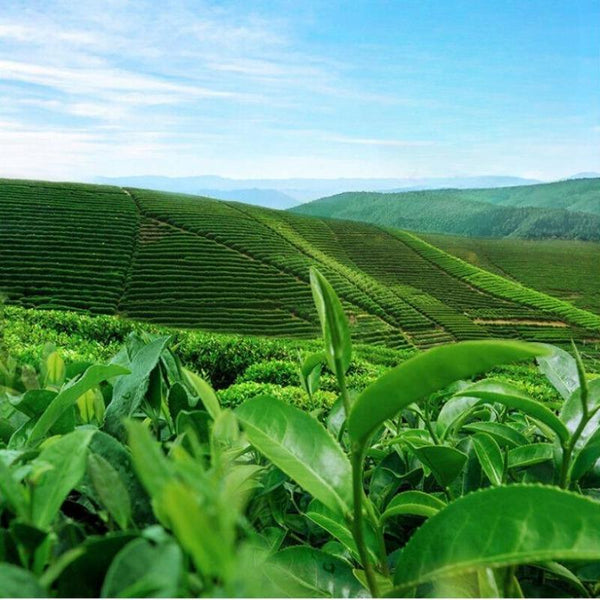 CIFbuy Organic Jasmine Green Tea Strong Aroma Jasmine Tip Bud Tea New Tea 100g