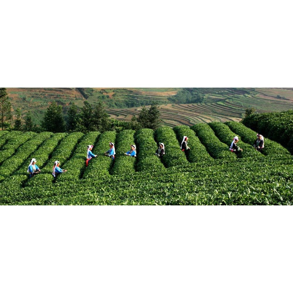 CIFbuy Organic Puer Tea Loose Leaf Ripe Black Tea 120g Box