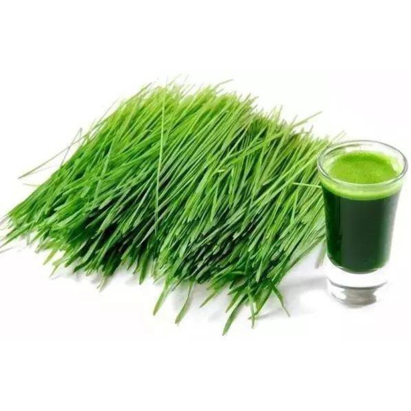 CIFbuy HELLOYOUNG Wheat Grass Powder 250G -100% Pure, Fresh Green