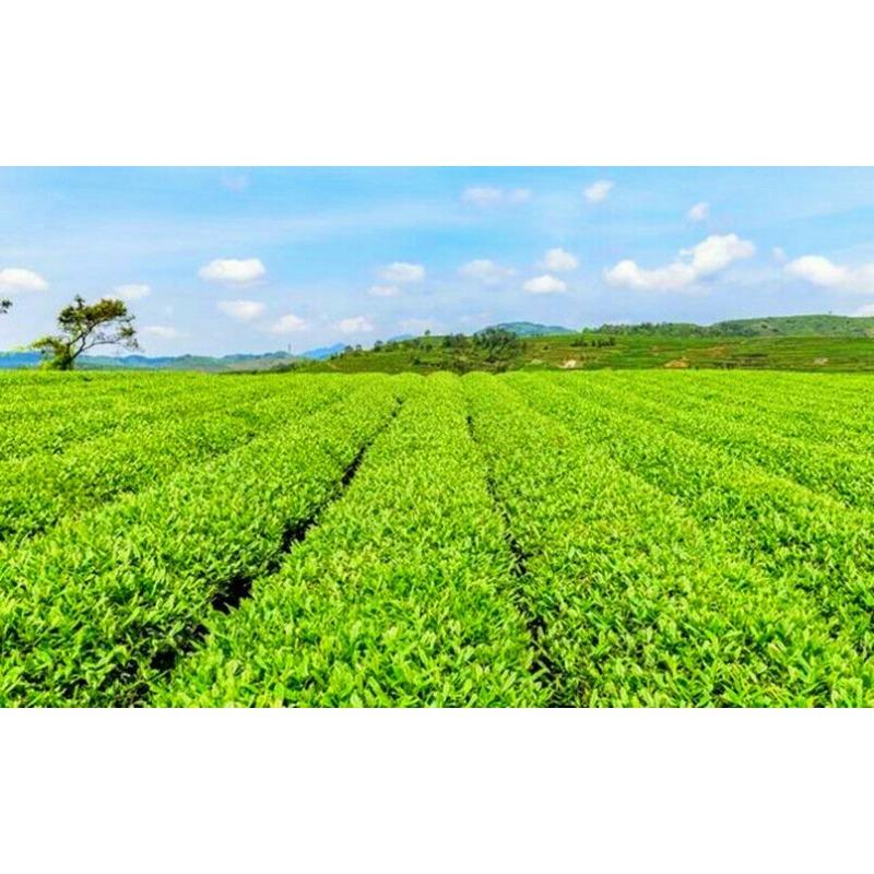 CIFbuy Wild Danshen Root Powder for Fat Loss Bodybuilding Organic Acne Anxiety Ischemic