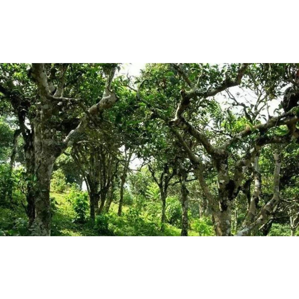 CIFbuy Yunnan Aged Ripe Pu-erh Tuo Cha 100g