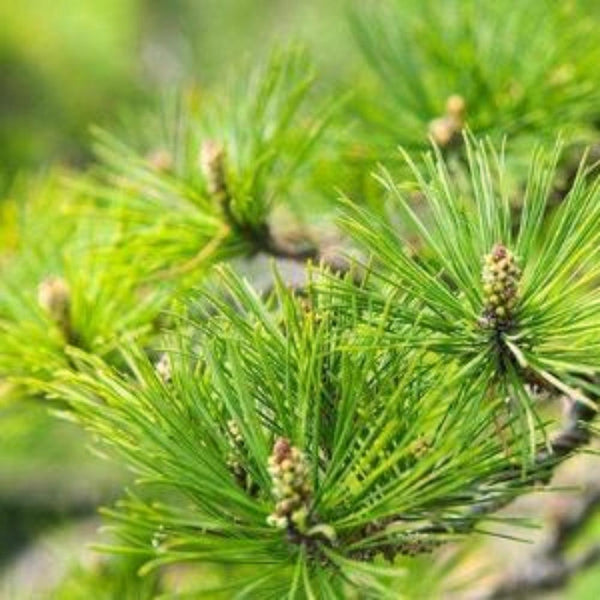 CIFbuy Organic Dried Pine Needle Tea Premium Red Pine Needles Loose Leaf Herbal Tea