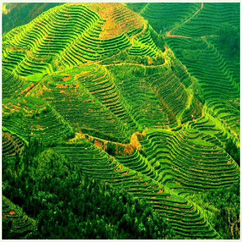 CIFbuy Ginkgo Biloba Leaves  Chinese Wild Ginkgo Tea Medicinal Tea Herbal Tea