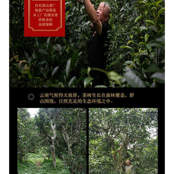 CIFbuy 200g Tianxiang BrownMountain Ripe Cake Yunnan Menghai Pu'er Seven Hand Torn Cake