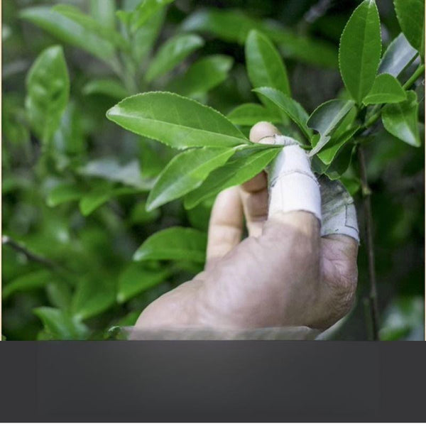 CIFbuy Taiwan Black Oolong Tea 2025 New Dong Ding High Mountain Fragrant
