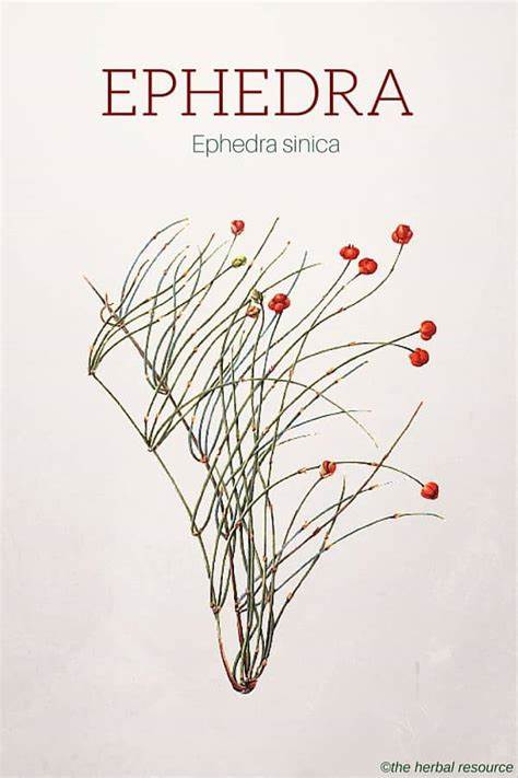 Somlata 1kg | Soma | Ephedra Gerardiana | Khanta Secondary image