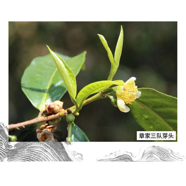 CIFbuy Bulang Famous Mountain Aged Tree 500g Haiwan Zhang Jia San Dui Puer Tea