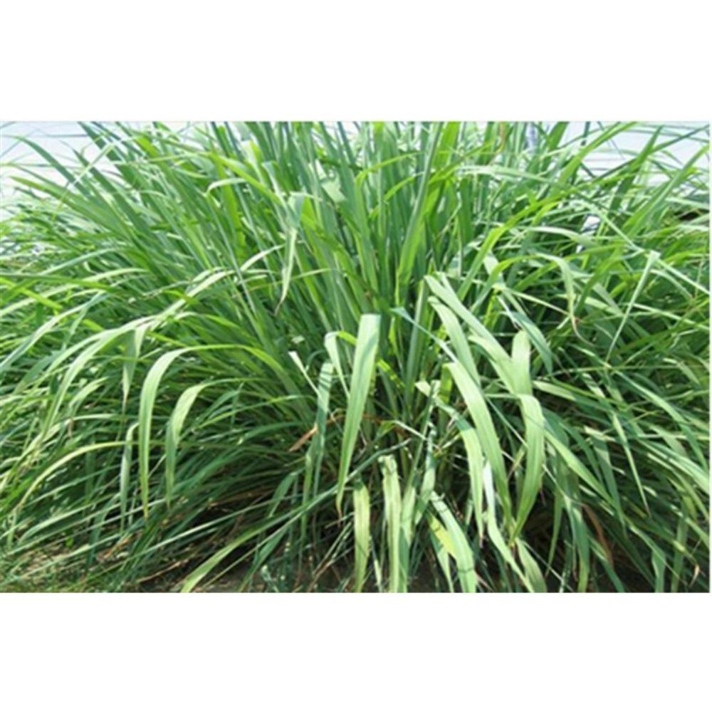 CIFbuy Lemon Grass Herbal Tea 200g Natural Citrus Flavor Refreshing Drink Healthy Wellness