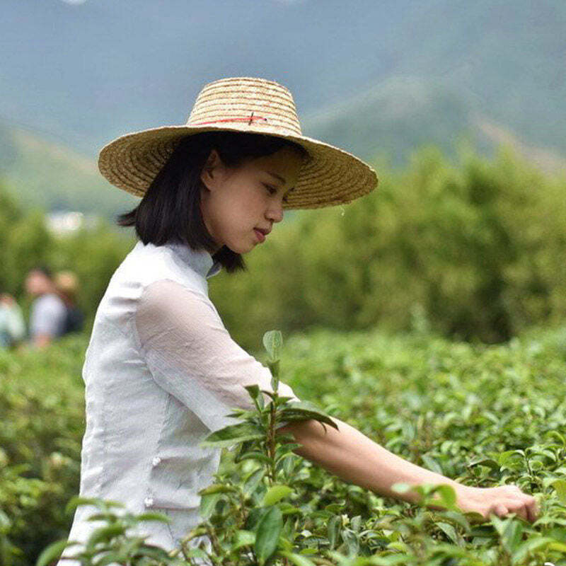 CIFbuy 125g Fenghuangdancong Oolong Green Tea Phoenix Dancong Oolong Tea Loose Leaf Tea