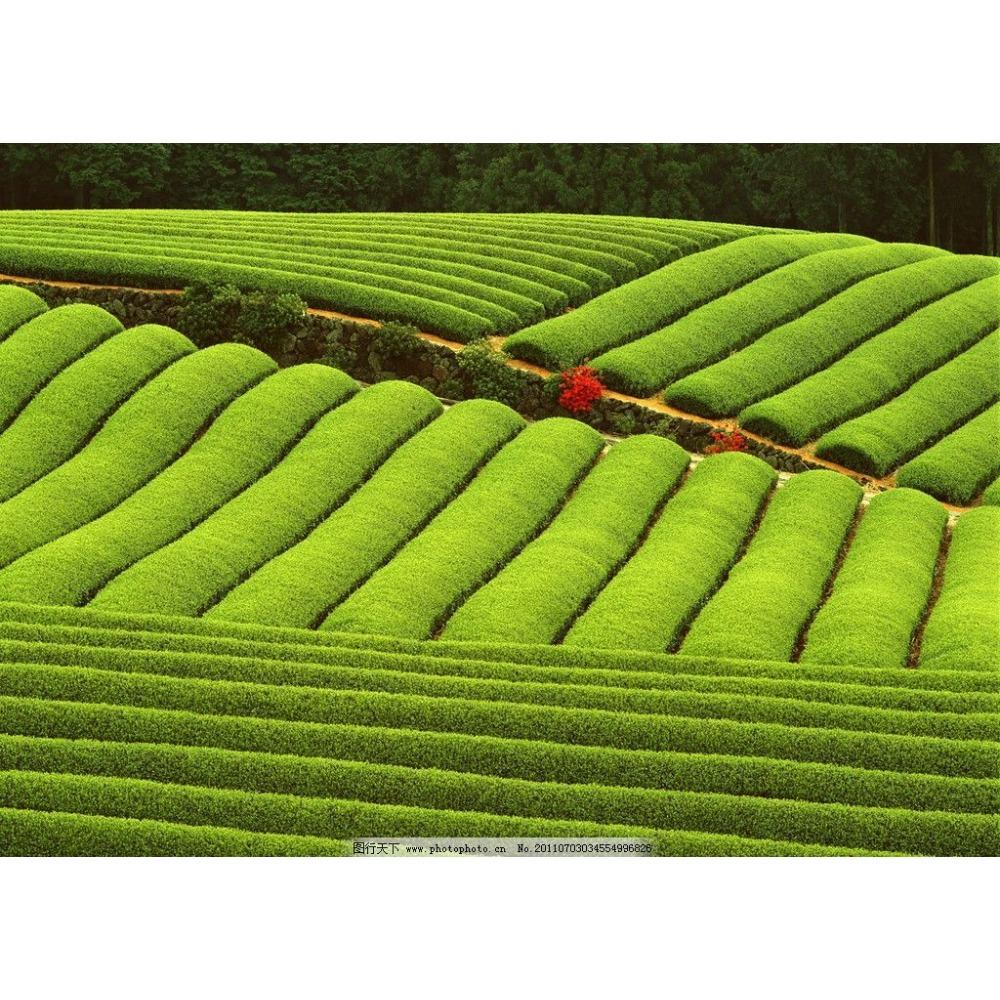 CIFbuy Organic Pu erh Tea 357g Slimming Healthy Chinese Green Tea