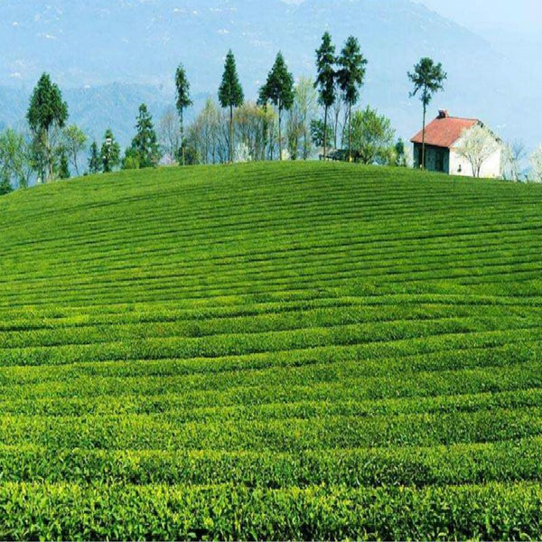 CIFbuy Haiwan 2018 Lao Tong Zhi 9908 Ripe Puer Cha Tou Old Brick Shu Puer Tea 500g