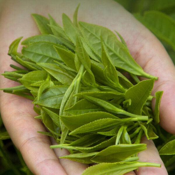 CIFbuy 250g Maofeng Green Tea Huangshan High Mountain Top-Grade Green Tea Gift Package