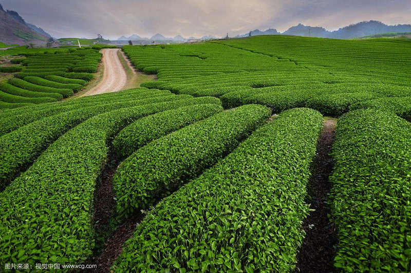 tasty chinese puerh tea yunnan tea Secondary image
