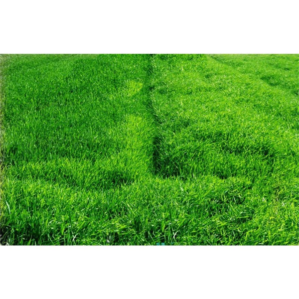 CIFbuy Organic Wheat Grass Powder 100g, Pure Natural Healthy Drink