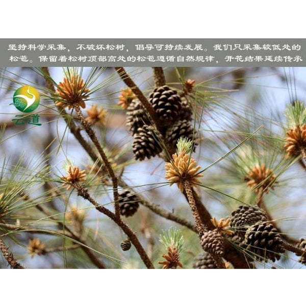 CIFbuy 10bags*50g Wild Harvested Shell-broken Pine Pollen Powder 99% Crack Certificated