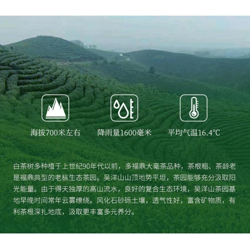 CIFbuy 350g Fuding White Tea Panxi Gongmei Shoumei Gaoshan Sunshine Old White Tea Cake