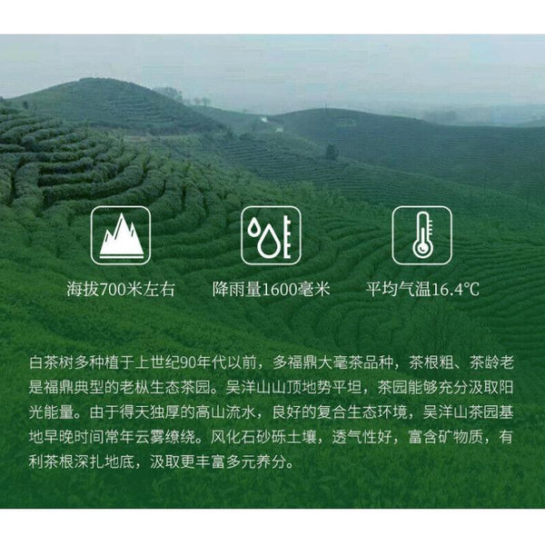 CIFbuy 350g Fuding White Tea Panxi Gongmei Shoumei Gaoshan Sunshine Old White Tea Cake