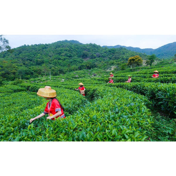Yunan Pu Erh Tea Bamboo Canned Package Black Tea Loose Leaf Ripe Puer Tea 100g