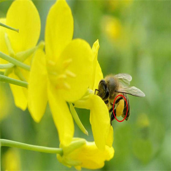 CIFbuy Rapeseed Napus Organic Natural Premium Anti-aging and Organic Skin Care Keep Fit