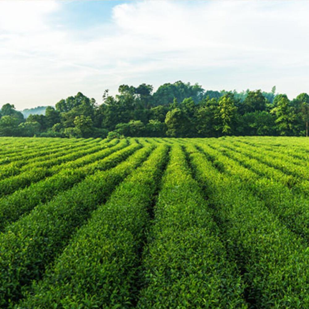 CIFbuy Fresh Mao Feng Green Tea Chinese Spring Loose Leaf 228g