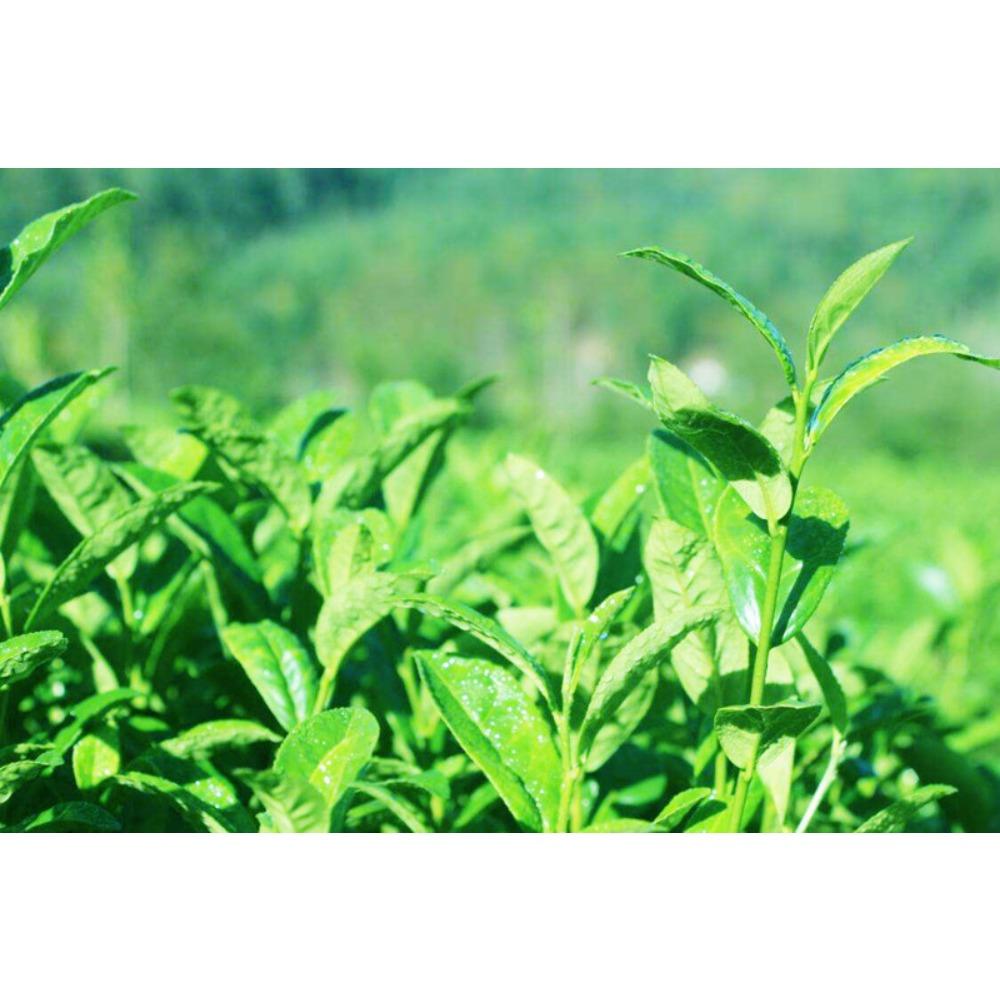 CIFbuy Raw Pu-erh Tea Cake 357g Yunnan Sheng Cha Menghai Green Tea