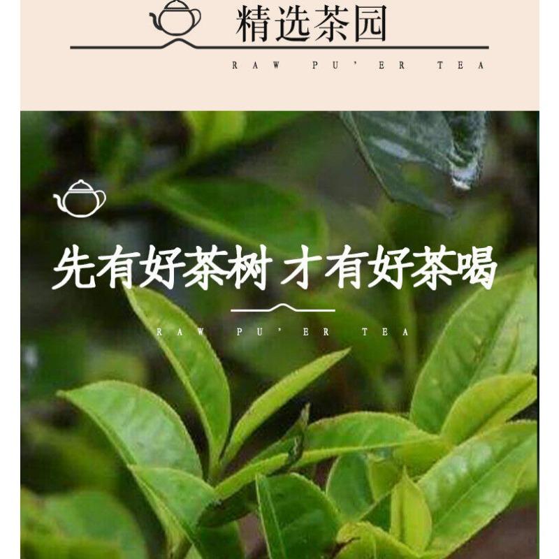 CIFbuy 300g Manzon Yunnan Pu'er Tea Raw Tea Leaves Old Tree Pine Pressed Brick Tea