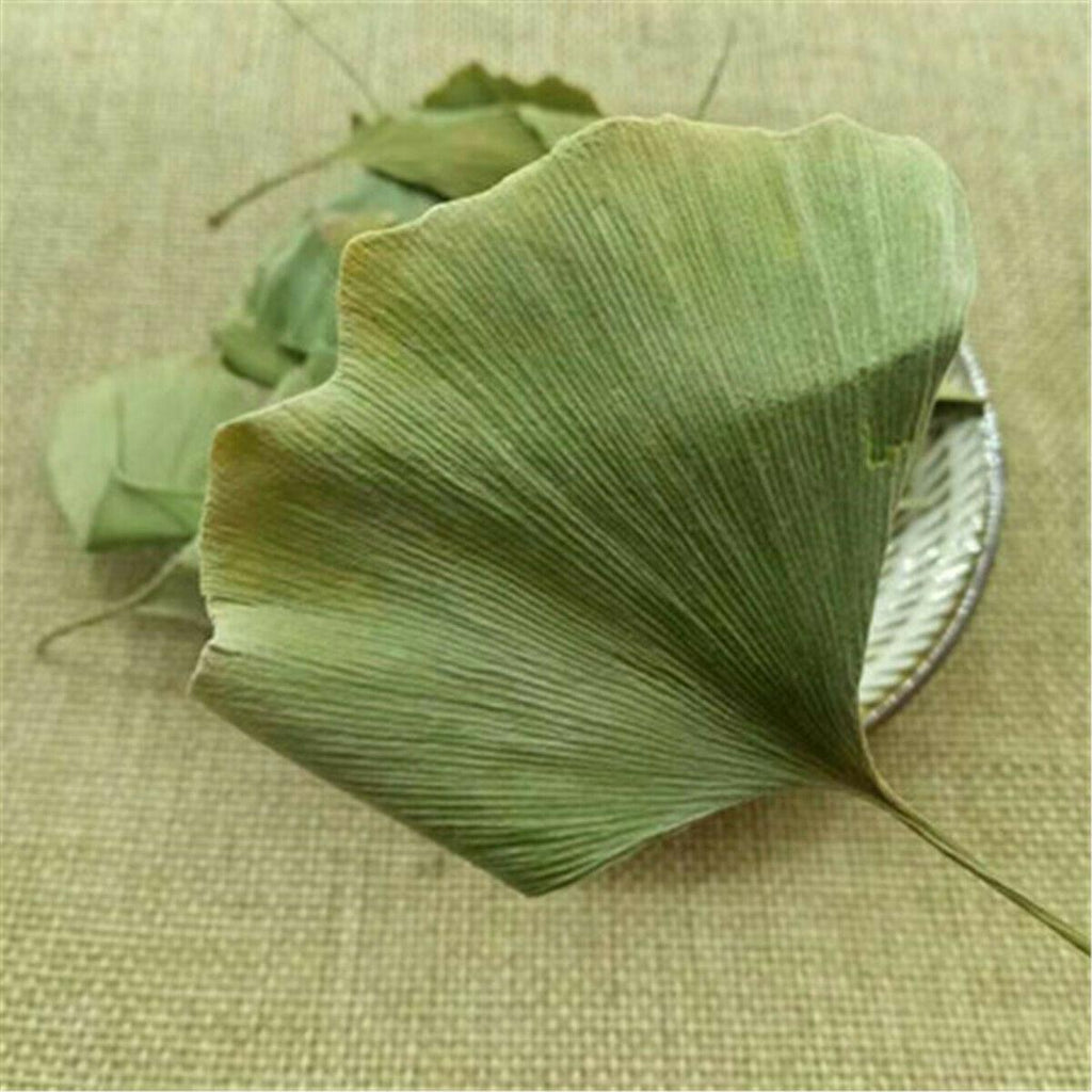 CIFbuy Ginkgo Biloba Leaves  Chinese Wild Ginkgo Tea Medicinal Tea Herbal Tea