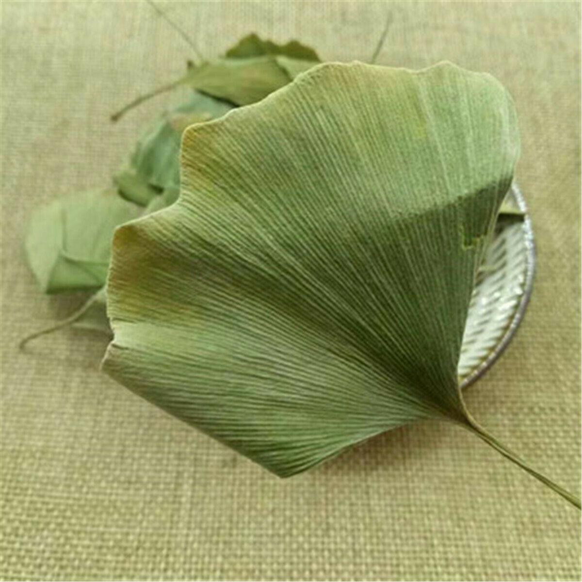 CIFbuy Ginkgo Biloba Leaves  Chinese Wild Ginkgo Tea Medicinal Tea Herbal Tea