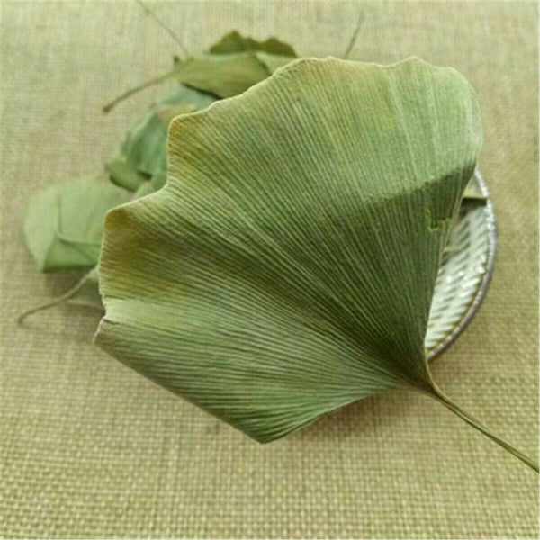 CIFbuy Ginkgo Biloba Leaves  Chinese Wild Ginkgo Tea Medicinal Tea Herbal Tea