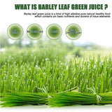 Barley Grass Juice 250g Powder Organic Non-GMO Vegan Cold-Juiced and Low-Temperature Dried
