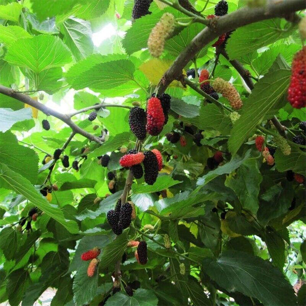 CIFbuy 500g 100% pure mulberry fruit juice powder Chinese herbal Tea
