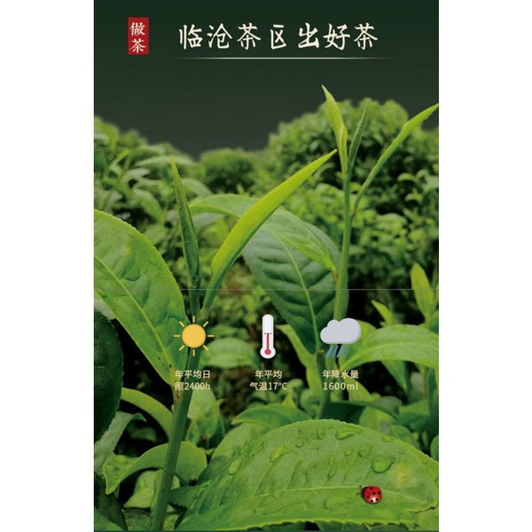 CIFbuy 357g Yunnan Pu'er Tea Raw Tea Da Xueshan Lincang Ancient Tree Arborvitae
