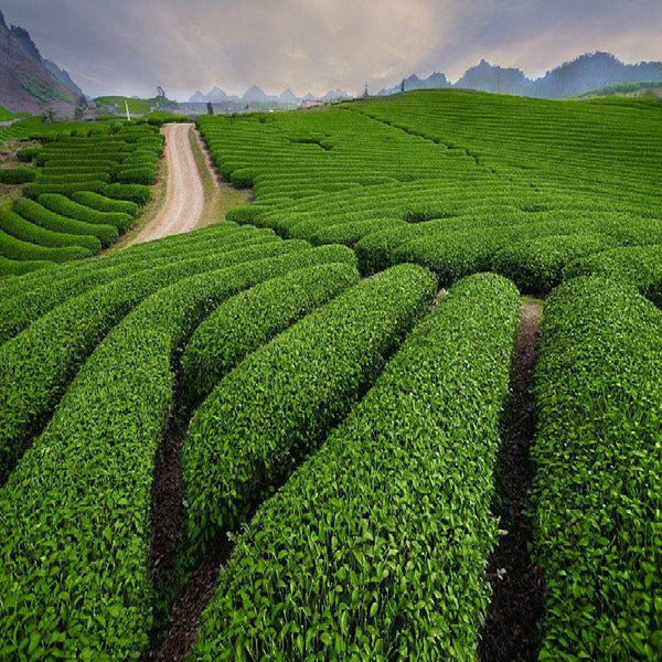 CIFbuy Top Yunnan Golden Snail Bud "JingLuoYa" Dian Hong Black Tea Chinese Tea