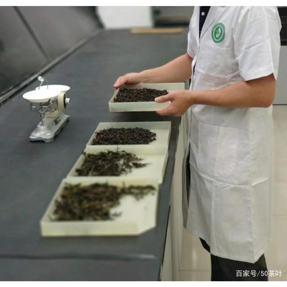 CIFbuy Yunnan Puerh Raw Tea Cake 2019 Yiwu Ancient Tree 357g