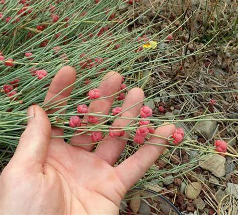 Somlata|Soma|Ephedra gerardiana| 250 Gm