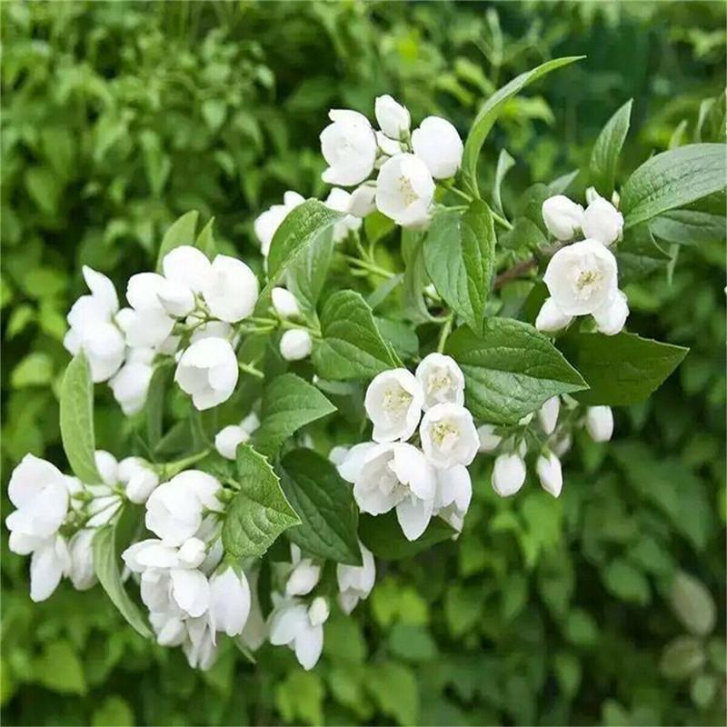 CIFbuy 250g Organic Jasmine Flower Tea Blooming Fresh Herbal Tea High Quality Green Tea