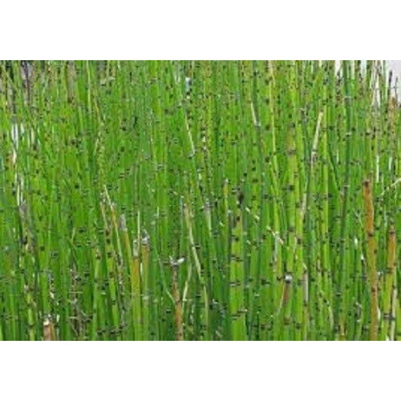 CIFbuy HORSETAIL PREMIUM HARVEST HERBAL TEA 500g Equisetum arvense HERB DRIED