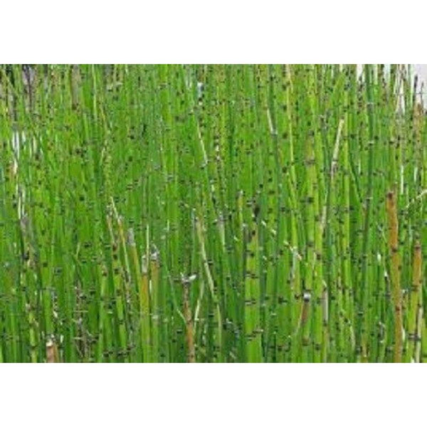 CIFbuy HORSETAIL PREMIUM HARVEST HERBAL TEA 500g Equisetum arvense HERB DRIED