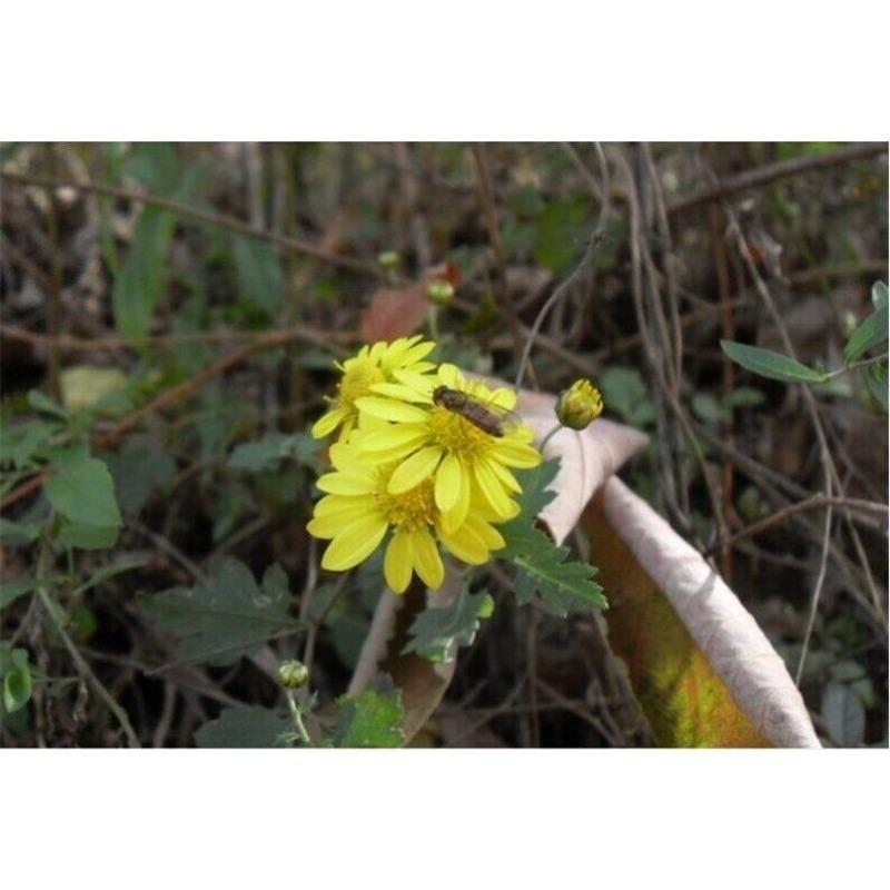 CIFbuy 100g Chrysanthemum | Wild Harvest | Wild Chrysanthemum | Ju Hua