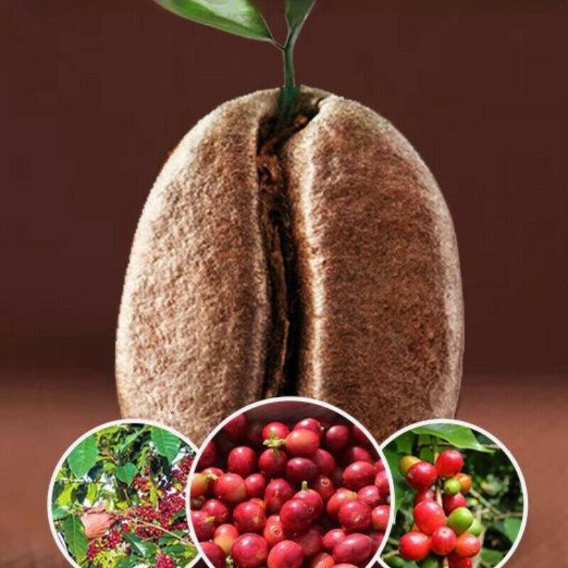 CIFbuy Roasted Arabica Coffee Beans 500g Baking Charcoal Medium Deep Roast Coffee Beans