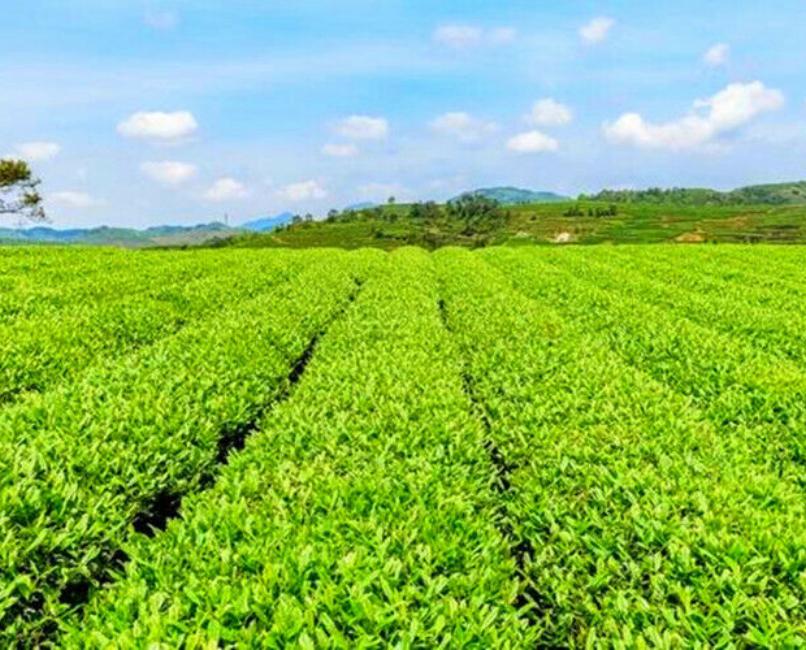 CIFbuy 100g Original Chrysanthemum Tea High Quality Tea Kunlun Snow Daisy Scented Tea