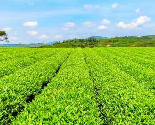 CIFbuy 100g Original Chrysanthemum Tea High Quality Tea Kunlun Snow Daisy Scented Tea