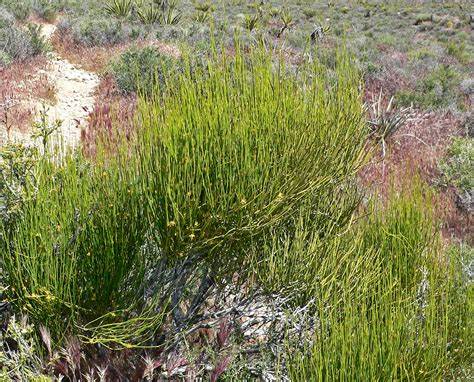 Somlata - Soma - Ephedra gerardiana - Som Lata - Somlata Pnachang - Somlaha 250Grm