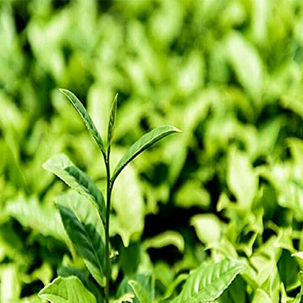 7542 Pu'er Tea Puer Cha Tea Cake Organic Health Drink Dayi 357g Yunnan Dayi