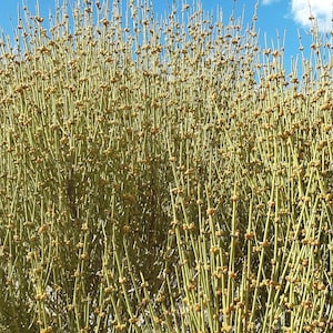 Mormon tea Mahuang Canutillo tea dry cut or roasted.