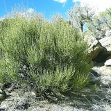 Mormon tea Mahuang Canutillo tea dry cut or roasted.