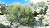 Mormon tea Mahuang Canutillo tea dry cut or roasted.