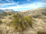 Mormon Tea ~ Wild foraged in the Mojave Desert Mountains Mahuang Tea 250g